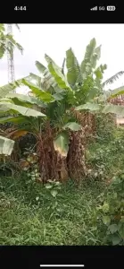 THREE PLOT OF LAND TOGETHER FACING A ROAD FOR SALES AT IPAJA LAGOS 90m net